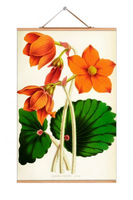 Flowers affiches eicie OFFRE SPECIALE